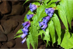 Piante Aromatiche-Officinali-Tossiche in Toscana