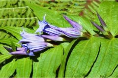 Piante Aromatiche-Officinali-Tossiche in Toscana