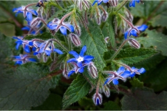 Piante Aromatiche-Officinali-Tossiche in Toscana