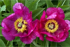 Fiori delle montagne