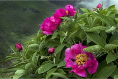 Fiori delle Montagne   Orecchiella -  Le Peonie