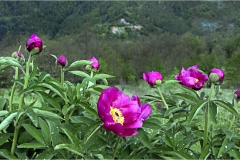 Fiori delle Montagne   Orecchiella -  Le Peonie