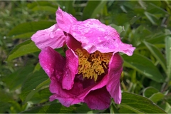 Fiori delle Montagne   Orecchiella -  Le Peonie