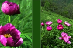 Fiori delle Montagne   Orecchiella -  Le Peonie