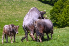 Fiori delle Montagne   Orecchiella -  Le Peonie