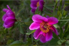 Fiori delle Montagne   Orecchiella -  Le Peonie