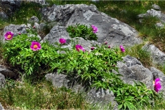 Fiori delle Montagne   Orecchiella -  Le Peonie