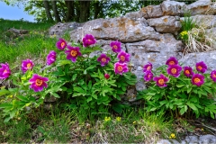 Fiori delle Montagne   Orecchiella -  Le Peonie