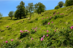 Fiori delle Montagne   Orecchiella -  Le Peonie