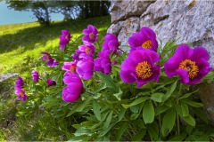 Fiori delle Montagne   Orecchiella -  Le Peonie