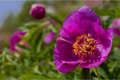 Fiori delle Montagne   Orecchiella -  Le Peonie