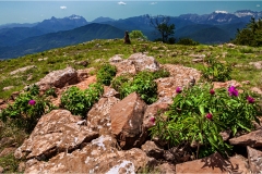 Fiori delle Montagne   Orecchiella -  Le Peonie