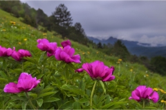 Fiori delle Montagne   Orecchiella -  Le Peonie