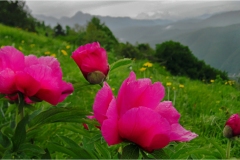 Fiori delle Montagne   Orecchiella -  Le Peonie