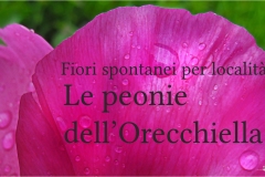 Fiori delle Montagne   Orecchiella -  Le Peonie