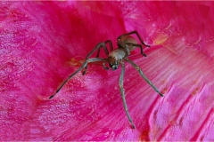 Fiori delle Montagne   Orecchiella -  Le Peonie