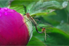 Fiori delle Montagne   Orecchiella -  Le Peonie