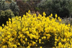 Fiori spontanei della Toscana