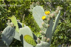 Fiori spontanei della Toscana