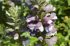 170-Ailanto  Fiori spontanei della Toscana- Fiori blu- viola