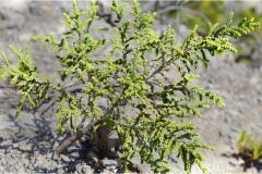 Fiori spontanei della Toscana