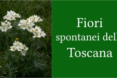 Fiori spontanei della Toscana