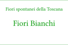 Fiori spontanei della Toscana
