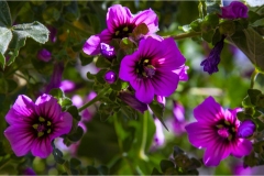 Fiori spontanei della Toscana- Fiori blu- viola