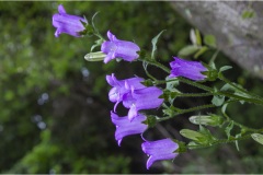Fiori spontanei della Toscana- Fiori blu- viola