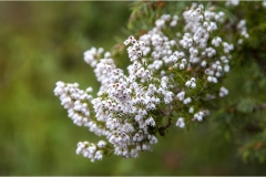 Fiori spontanei della Toscana