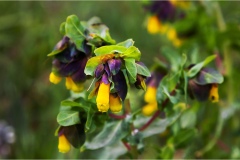 Fiori spontanei della Toscana