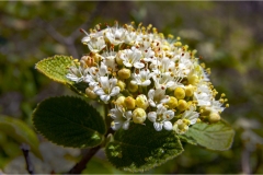 Fiori spontanei della Toscana