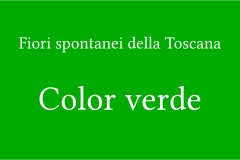 Fiori spontanei della Toscana