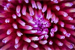 Fiori spontanei della Toscana- Fiori blu- viola