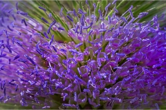 Fiori spontanei della Toscana- Fiori blu- viola