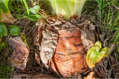Fiori spontanei della Toscana