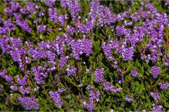 Fiori spontanei della Toscana- Fiori blu- viola