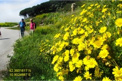 Fiori spontanei della Toscana