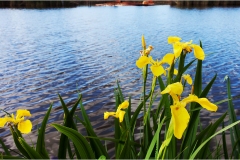 Fiori spontanei della Toscana
