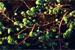 Fiori spontanei della Toscana