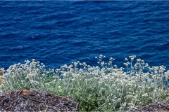Fiori spontanei della Toscana