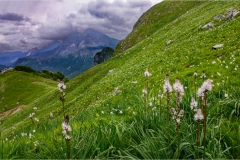Fiori spontanei della Toscana