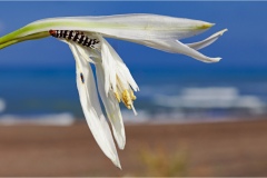 Fiori spontanei della Toscana