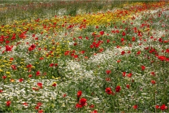 Fiori spontanei della Toscana