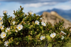 Fiori spontanei della Toscana
