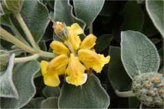 Fiori spontanei della Toscana