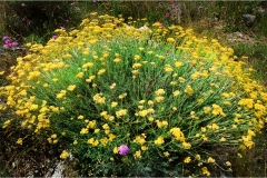 Fiori spontanei della Toscana