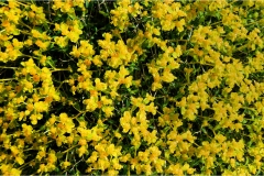 Fiori spontanei della Toscana