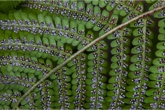 Fiori spontanei della Toscana