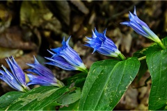 Fiori spontanei della Toscana- Fiori blu- viola
